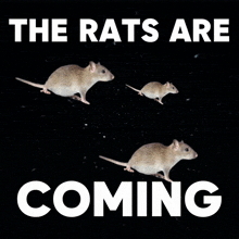 Rat Rats GIF - Rat Rats The Rats Are Coming GIFs