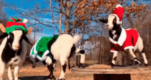 Goats Christmas GIF - Goats Christmas Christmasgoats GIFs