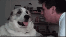 Dog Smack GIF - Dog Smack Slap GIFs