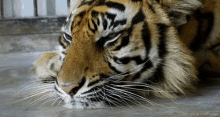 Tiger From Http://Headlikeanorange.Tumblr.Com/ GIF - Tiger Blink Relax GIFs