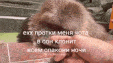 a monkey is being petted by a person in a meme
