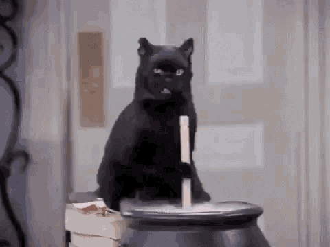 evil cat gif tumblr