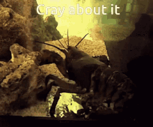 Cray About It GIF - Cray About It GIFs