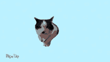 Piepie Cat GIF - Piepie Cat Marlien GIFs