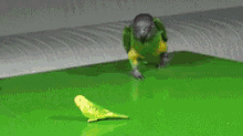Parrot GIF - Parrot Stroller Toy GIFs