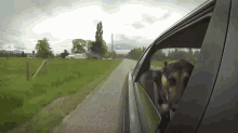 Road Trips GIF - Dogs Cars Chill GIFs