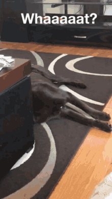 Dog What GIF - Dog What Perk Up GIFs