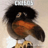 a cartoon bird with a very long beak and a black haired head says ckebob