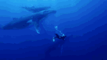 Scuba Whales GIF - Scuba Whales GIFs