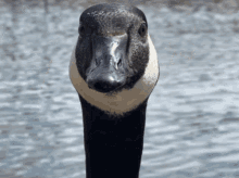 https://media.tenor.com/W-k_ZDugN80AAAAM/goose-geese.gif