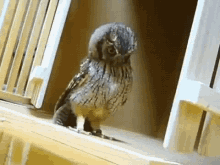 Owl Look GIF - Owl Look Huh GIFs