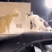 Farthyun Cat GIF - Farthyun Cat GIFs
