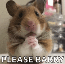 a hamster is praying with the words please barry written below it