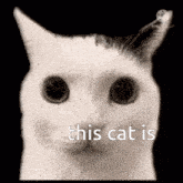 Jermbo Cat GIF - Jermbo Cat GIFs