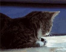 Samuel Catson Silly GIF