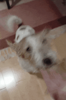 a small dog laying on the floor with its head on someone 's hand