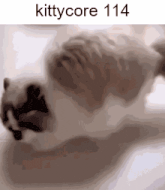 a picture of a cat with the words kittycore 114 at the top
