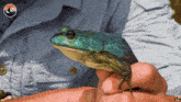 a person is holding a blue and green frog