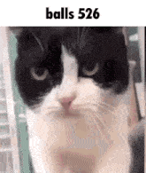 a close up of a black and white cat 's face with the words `` balls 526 '' written above it .