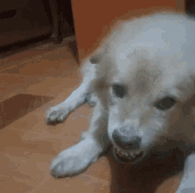Dog Dog Meme GIF - Dog Dog Meme Angry GIFs
