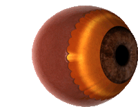 a close up of a brown eye with a yellow ring around the pupil