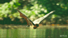 Gliding On Water Our Living World GIF - Gliding On Water Our Living World Touching The Water GIFs