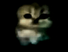 a close up of a stuffed animal with black eyes in a dark room .