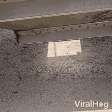 Cat Arrived Viralhog GIF - Cat Arrived Viralhog Cat Jumps Out GIFs