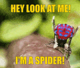 a colorful spider with the words hey look at me i 'm a spider written below it