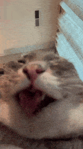 a close up of a cat with its tongue hanging out