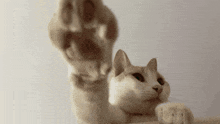 Encal Cat Meme GIF - Encal Cat Meme GIFs