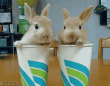Bunny Cup GIF