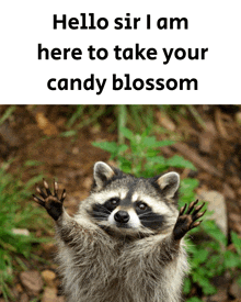 a picture of a raccoon with the words hello sir i am here to take your candy blossom above it