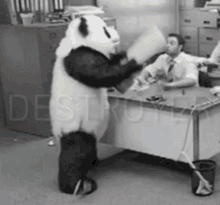 destroyer destroy angry angry panda panda