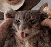 a cat sticking its tongue out while being petted by a person