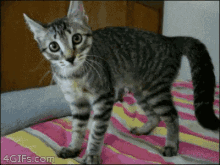 Cat Spaz GIF - Cat Spaz Play Time GIFs