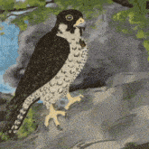 a black and white bird is perched on a rock with its beak open