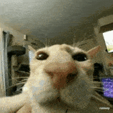 a close up of a cat taking a selfie in a living room .
