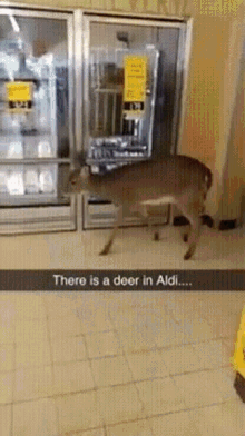 Deer In Aldi Funny Animals GIF - Deer In Aldi Funny Animals Wild Animals GIFs