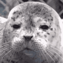 a close up of a seal 's face with a leopard print on it .