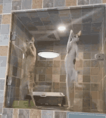 Cats In GIF - Cats In Cages GIFs