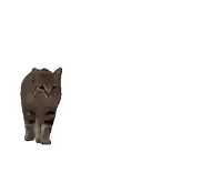 a close up of a cat 's face and paws with a white background