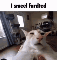 I Smeel Fardted Fart Cat GIF