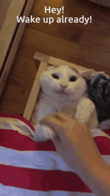 Cat Bed GIF - Cat Bed Sleepy GIFs