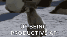 Penguin Productive GIF - Penguin Productive Us GIFs