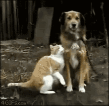 Cat Dog GIF - Cat Dog Hug GIFs