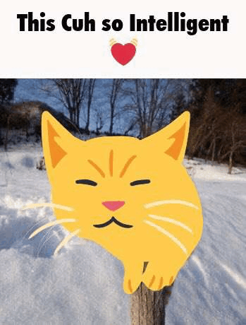 ⭐CAT LAND⭐ – Discord