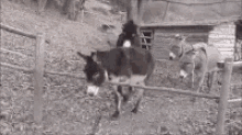 Donkey Yo GIF