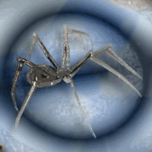 Spiders GIF - Spiders Spider GIFs