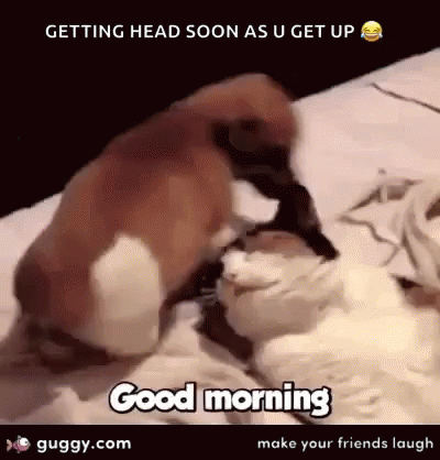 Funny Animals Good Morning GIF - Funny Animals Good Morning Dogs - Discover  & Share GIFs